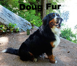 Doug-Fur