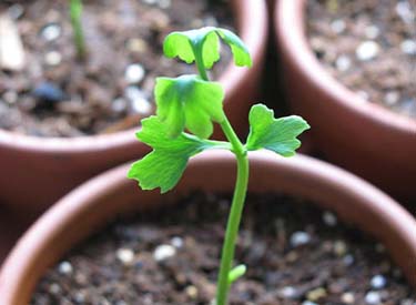 Tree seedling Tree seedling