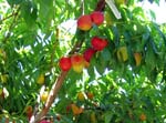 mmm... plums. mmm... plums.